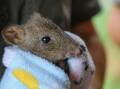 Long-nosed potoroo joins Aussie Ark's breeding and re-wilding program