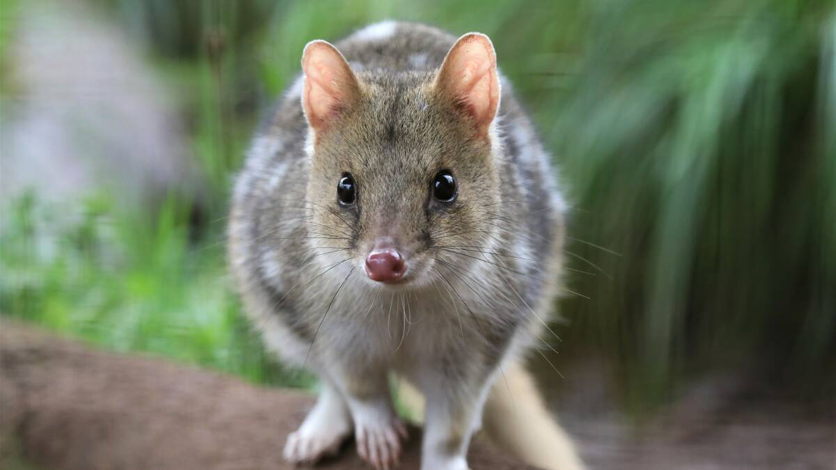15 eastern quolls will be released into southern NSW under Aussie Ark's project. Picture supplied.