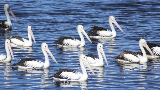 Known for its pelican watching on the Myall Lake: Tea Gardens. Photo: Nathalie Craig.