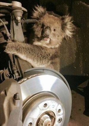 Kelly the koala miraculously survived a road trip clinging onto a car wheel in South Australia. Photo: Supplied
