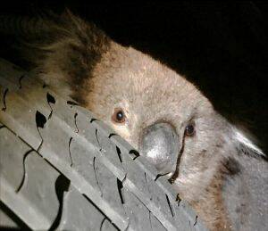 Kelly the Koala was spotted peeking out from the underside of the truck when the driver reached his destination. Photo: Supplied