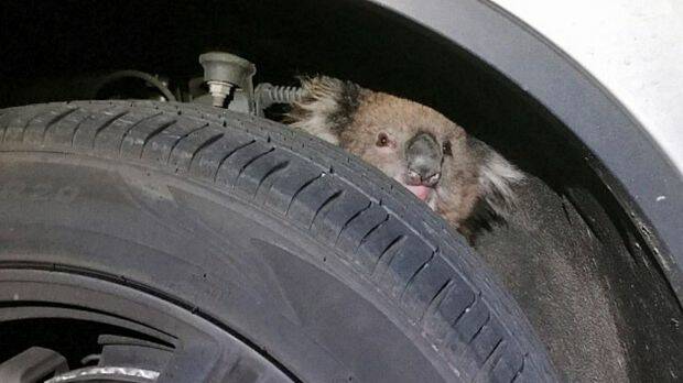 Kelly the koala was trapped behind a tyre as the truck made a 15km trip through Adelaide Hills.  Photo: Supplied