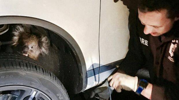 Emergency services attended to the scene to rescue the koala from behind the truck tyre.  Photo: Supplied