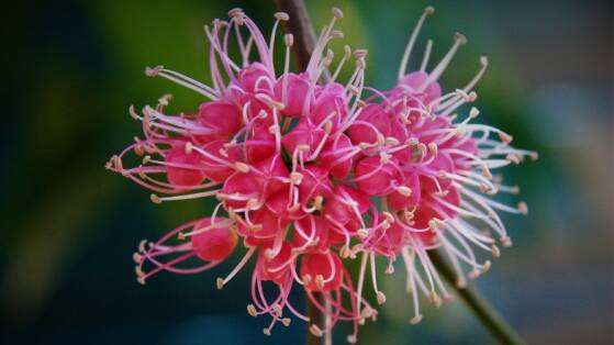 COLOURFUL: A rainforest flower. Photograph Terry Wright