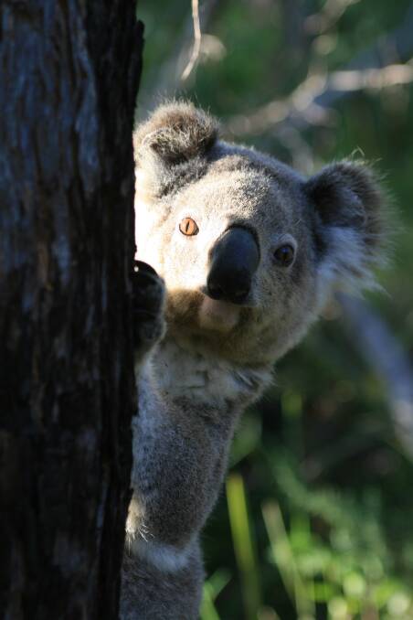 Koala's are found in many places around the region: A koala in a tree at Gloucester Tops. Picture. Chris Russell 