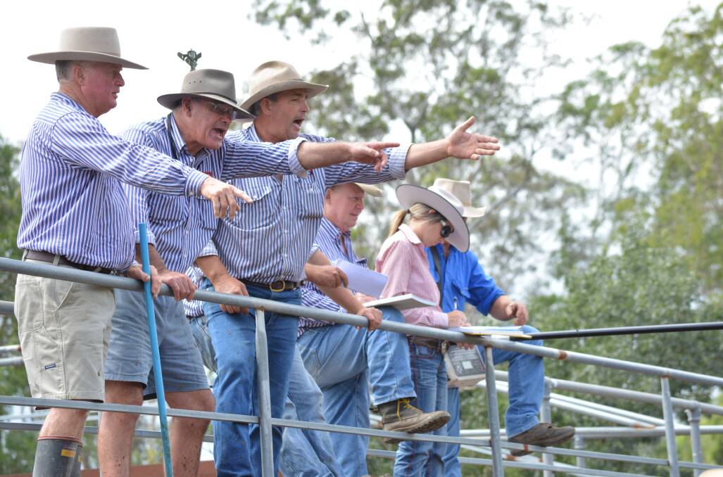 Going, going, gone: Auctioneers from Gooch Agencies work hard to get the best and fairest price for the cattle during the EU sale at the Gloucester Saleyards.