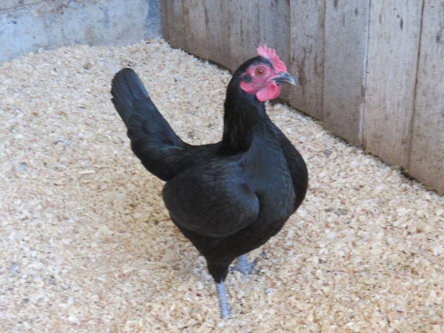 What a chook: Frank's champion black hen was the Australian Pit Game Bantam hen that took out Bird of Show. Photo: Pearl Beggs