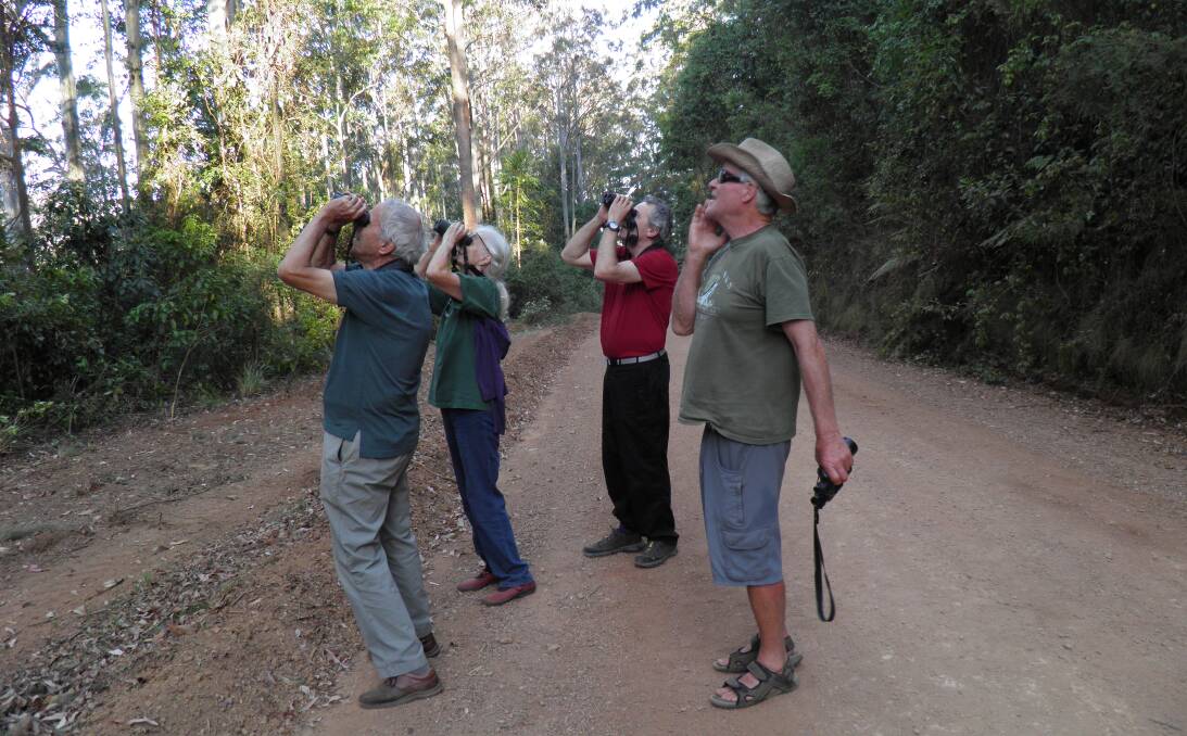 Tweet, Tweet: Members of the Gloucester Environment Group Joost Werz, Penny Drake-Brockman, Anatole Beams and Philip Brock are searching for the elusive Rifle Bird in the trees above. Picture: Supplied