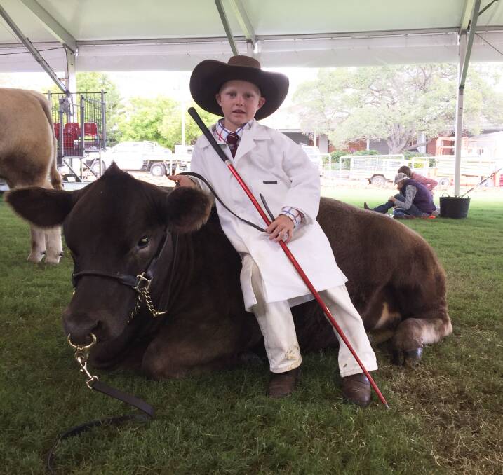 Lachlan Sanson taking a break during the junior paraders' competition during the Royal Easter Show, as his Murray Grey heifer also takes a well earned rest. Picture: Stephen Burns