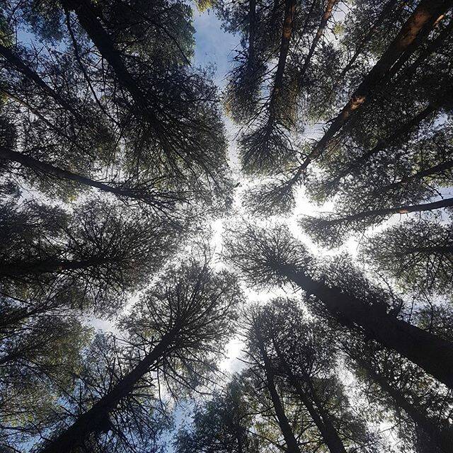 @my_days_exploring: Looking up in a pine forest never disappoints. #australia #visitnsw #adventureofyourown #adventure #explore #pinetrees #barringtontops #ig_austria 