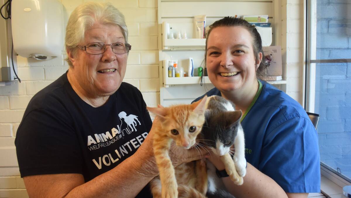 President of Manning and Great Lakes Animal Welfare League NSW Marg Steel and vet nurse Kate Greenaway at Forster Veterinary Hospital with kittens OJ and Milo. 