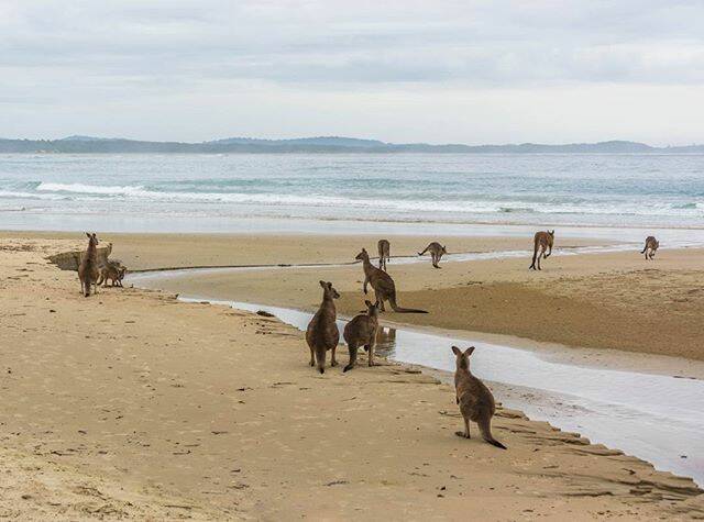 @mjbrownphotography: Beach Party #beach #australia #ausgeo #australiagram #ausnzlandscape #bestofaustralia #bestoftheday #photooftheday #visitcamdenhaven #aussie_images #iloveaustralia #nature #naturelovers #kangaroo #wildlife #focusaustralia #earth_showcase #earthpix #animals #seeaustralia #discoveraustralia #unlimited_australia #ig_australia #ig_discover_australia