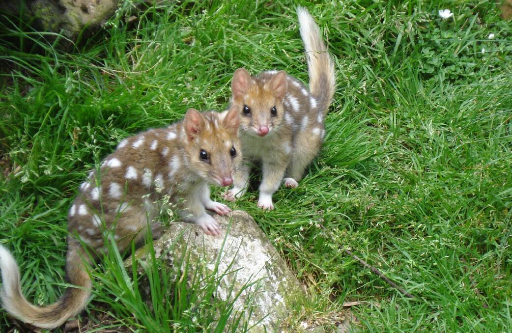 ENDANGERED: Breeding programs provide an insurance population for the eastern quoll. Picture: Devils at Cradle. 