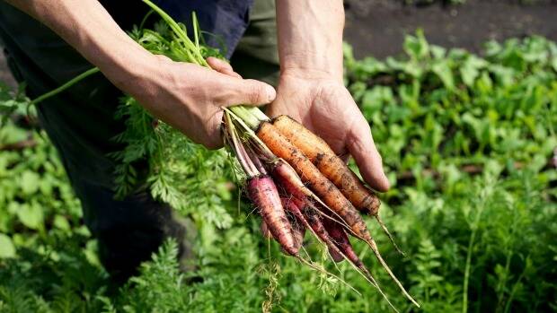 The carrots at Fat Pig Farm clock up 20 centimetres in food miles. Photo: Sofia Levin
