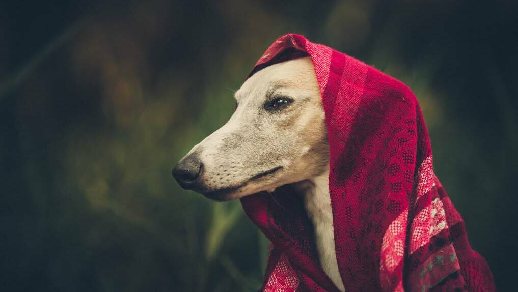 Handsome whippet Raffi poses for the camera. Picture: Deb Sulzberger, of Fur Babies and Friends Photography.