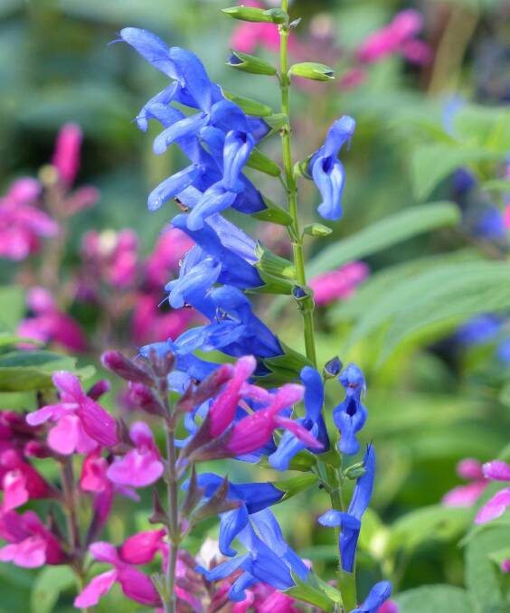 Time to cut back and prune autumn salvias and other perennials for new displays.