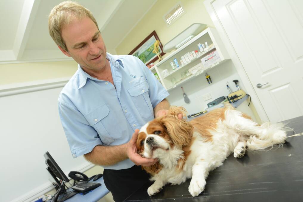 Peter Rouke from Wingham and Valley Vets checks a furry friend for ticks