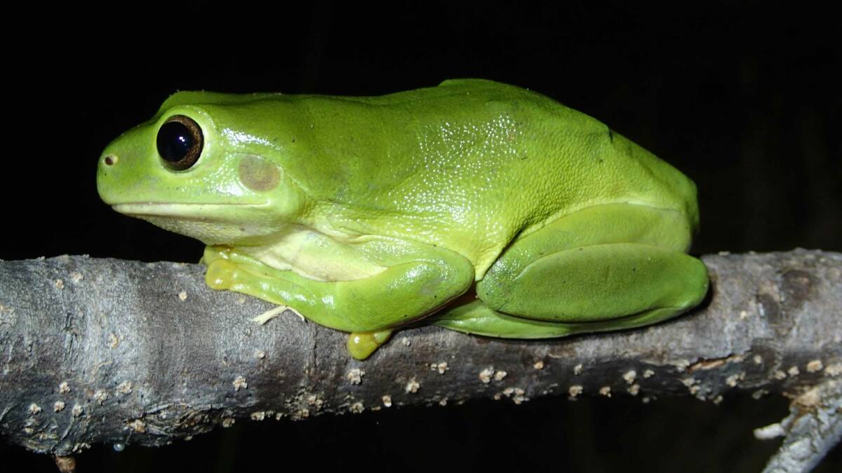 Downpipe dweller: The green tree frog can grow up to 11 centimetres in length and is common in NSW and other states in Australia. Picture: Bradshaw/Australian Museum