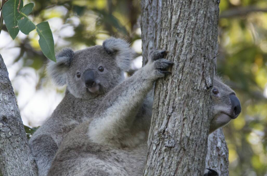 Koala and her joey. File picture.