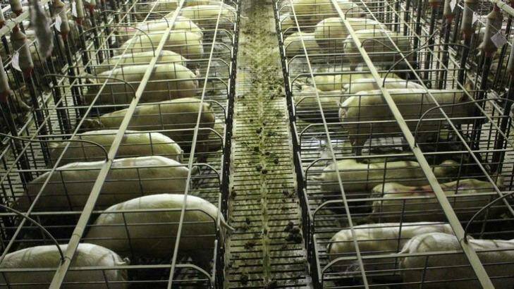 Mass deaths: The Grong Grong Piggery, in a file picture. Photo: Aussie Farms