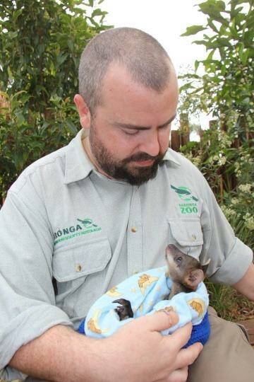 Taronga Zoo education co-ordinator Matt Dea with rescued wallaby joey Alkira.  Photo: Taronga Zoo 