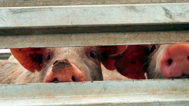 Pigs ... 500 animals died after a cooling system failed.  Photo: Robert Rough
