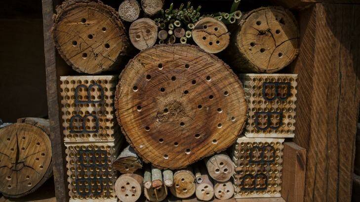 Rooms for every species of bee. Photo: Jamila Toderas