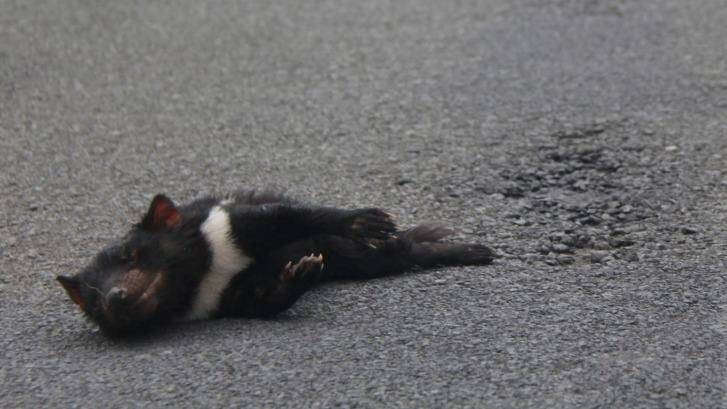 Road-killed.  Another Tasmanian devil lost to vehicles. Photo: Tasmanian Environment Department
