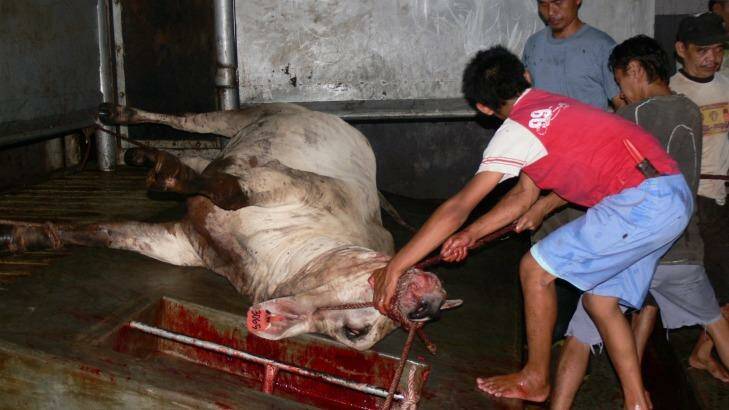 In March 2011 Animals Australia investigator Lyn White visited 11 abattoirs in Indonesia to assess the live export trade. Image shows distressed, roped Australian steer vocalising prior to slaughter on MLA installed equipment. Photo: Animals Australia.