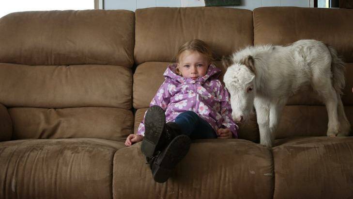 Miniature marvel Olaf is right at home with Taylah Krischer, 5. Photo: Marina Neil 