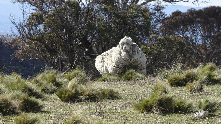 The large sheep on Mulligans Flat.  Photo: RSPCA