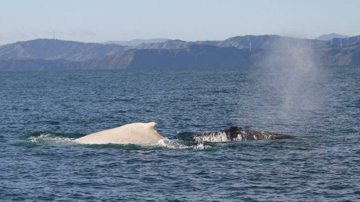 The white whale Migaloo cruises Cook Strait, New Zealand, on Sunday Photo: Department of Conservation, NZ
