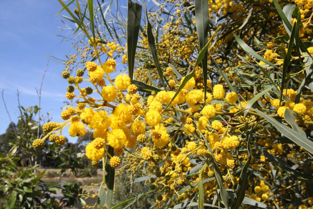 Spring into action: Wattle Day celebrates Australia's national floral emblem.