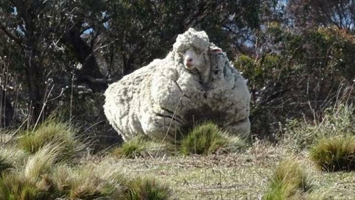Woolly: The RSPCA says the sheep desperately needs a shear. Photo: RSPCA