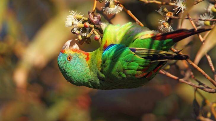 The upside down world of a nectar feeding swift parrot Photo: Chris Tzaros