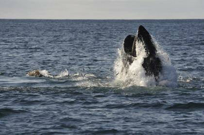 A humpback whale in a feeding frenzy off the coast of Eden. Photo: Graham Tidy