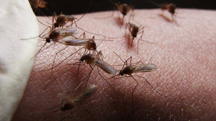 Scientists have genetically engineered female mosquitoes into males. Photo: Nick Moir