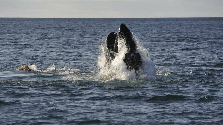A humpback whale in a feeding frenzy off the coast of Eden. Photo: Graham Tidy