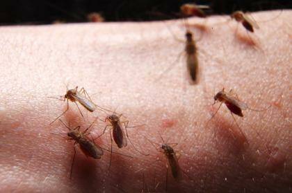 Scientists are trying to understand why mosquitoes bite people more than others.  Photo: Nick Moir