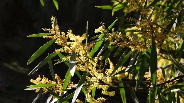 The next generation of banknotes will feature different species of wattle trees. Photo: Leanne Pickett