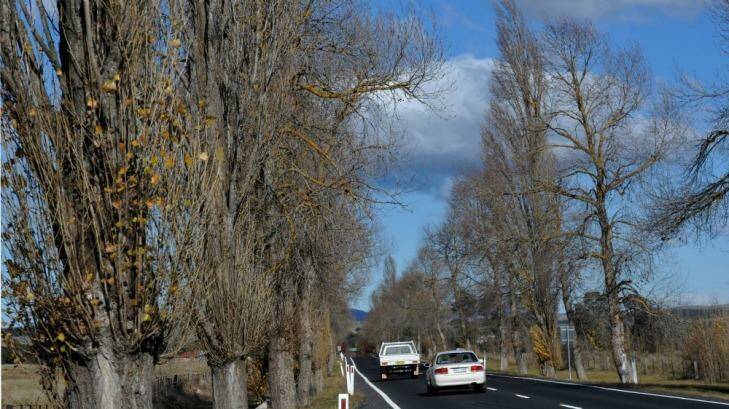 Eurobodalla Shire Council’s Director of Infrastructure Services Warren Sharpe believes the 100km/h speed limit  outside Braidwood could be safely reinstated without removing the "highly valued" trees. Photo: Graham Tidy