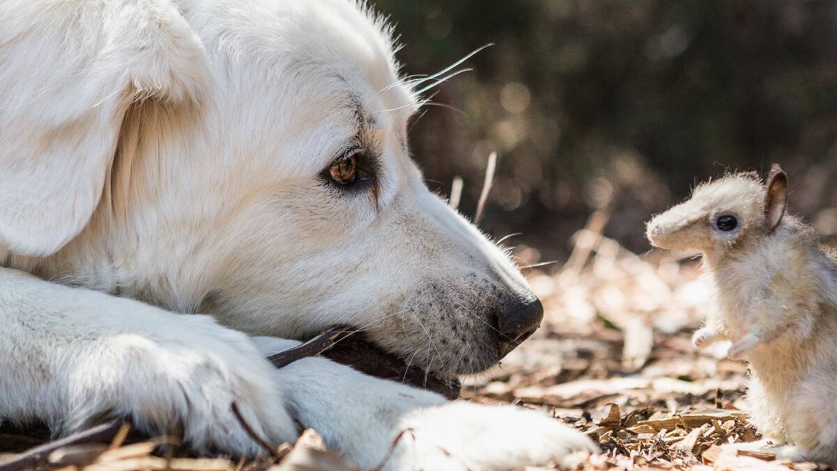 A program to help protect endangered eastern bandicoots has begun at the Werribee Zoo. As part of a special 'guard dog' program, Maremma livestock guardian dog, 'Cooper' is pictured getting used to the bandicoots and their keepers at Werribee Zoo, Melbourne, Australia.