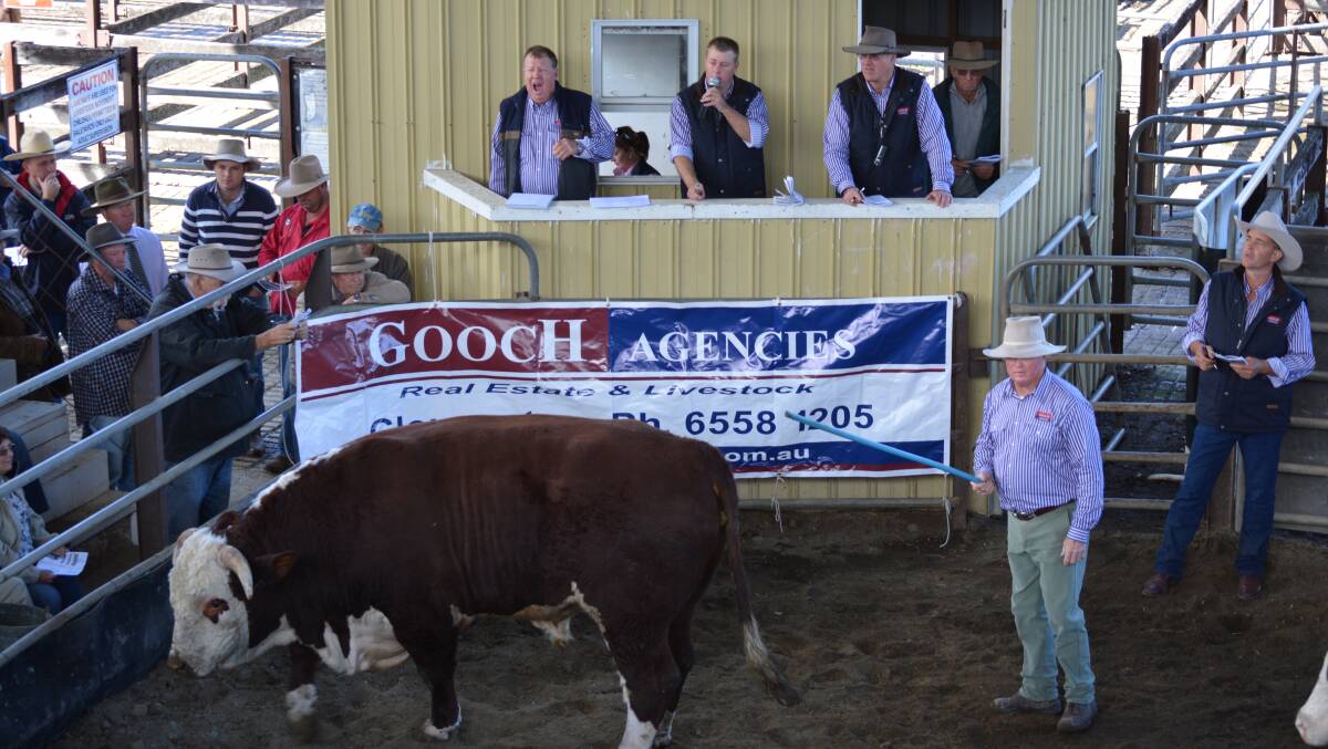 a total of 62 bulls were offered at the 11th annual Gooch Agencies bull sale with 48 bulls selling for an average of $3058. 

