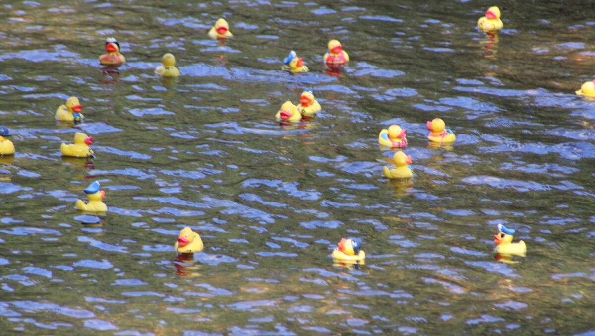 The duck races on the Gloucester River.