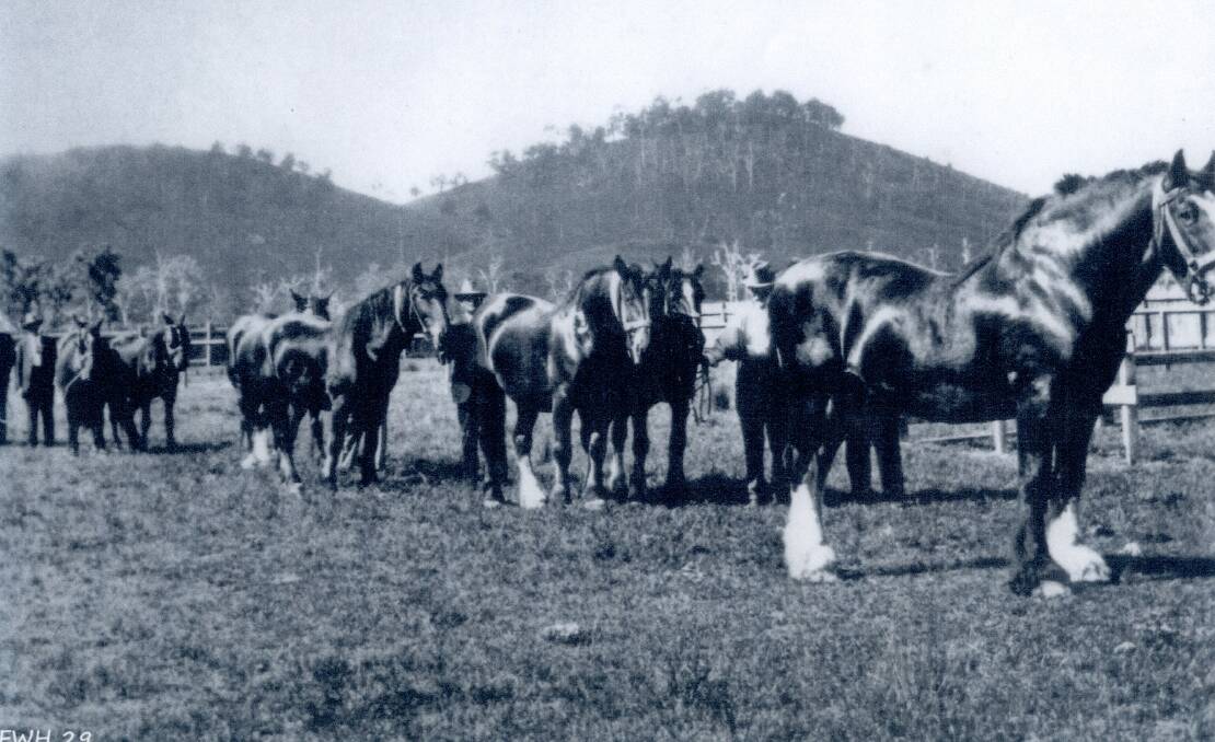 Jim Barbour's draught horses at Gloucester Show in the 1930s.