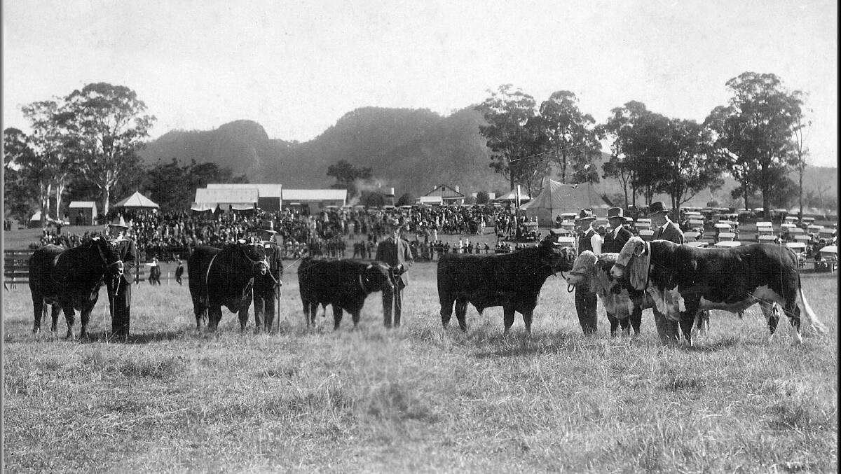 Beef exhibits at the 1927 Gloucester Show.