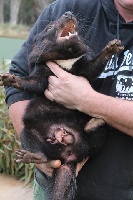 Tasmanian Devil ‘Asha’ with one of her three month old joeys. Between 20 to 40 joeys are born to each Devil but with only four teats only the lucky few make it through.