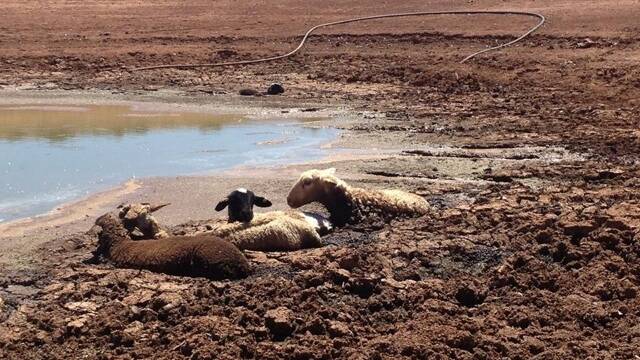 A familiar but heartbreaking sight for many on the land, this messy job is a regular one. Picture: Jody Fraser
