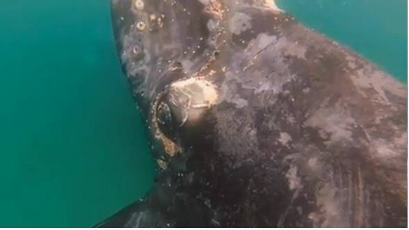 Still image from @wildoceantasmania's Instagram video of a southern right whale and her calf. 
