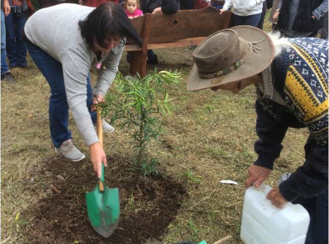 Bronwyn Ahern plants a tree in the park, adjacent to the new bench.